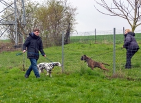 Training station Guiding and correcting the dog as it passes garden fences