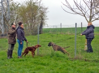 Einzelausbildung - Führung und Korrektur des Hundes beim Vorbeigehen an Gartenzäunen