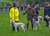 Individual training in leash guidance