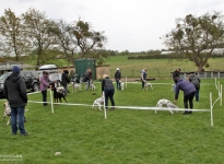 Kontrollierte Nachkorrektur des Hundes beim Aufstellen im Ausstellungsring