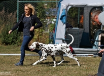 Den Hund so führen beim Laufen, das ein ausreichender Abstand zum Doghandler vorhanden ist, damit Kurven oder Dreiecke erfolgreich gelaufen werden können