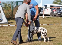 Vermessen des Hundes