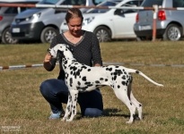 Exercises in the exhibition ring, keeping your distance & showing the dogs