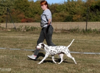 Den Hund bei gleichbleibender Geschwindigkeit im Trab richtig zu führen