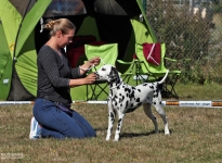 Aufstellen des Hundes in dem der Doghandler von vorne führt