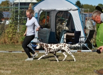 To guide the dog properly at a constant speed in trot, with video recording