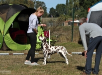 Individual training of the participants, correct positioning of the hindquarters, with video recording