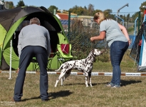 Individual training of the participants, correct positioning of the hindquarters, with video recording