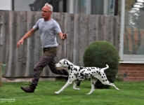 Correct demonstration with the right walking speed during the gait test by the dog handler