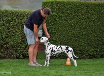 Aufstellen des Hundes in dem der Doghandler von vorne führt und richtige Zuführung von Leckerlies