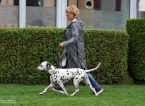 Leading the dog correctly at a steady pace at a trot