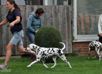 Correct demonstration with the right walking speed during the gait test by the dog handler