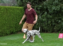 Correct demonstration with the right walking speed during the gait test by the dog handler