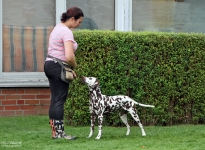 Positioning the dog in which the dog handler leads from the front