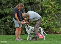 Controlled post-correction of the dog when presenting in the show ring