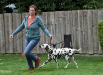 Correct demonstration with the right walking speed during the gait test by the dog handler