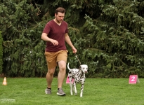 Leading the dog correctly at a steady pace at a trot