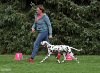 Lead the dog while running in such a way that there is sufficient distance to the dog handler so that curves or triangles can be run successfully