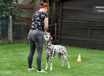 Aufstellen des Hundes in dem der Doghandler von vorne führt