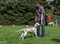 Aufstellen des Hundes in dem der Doghandler von vorne führt und richtige Zuführung von Leckerlies