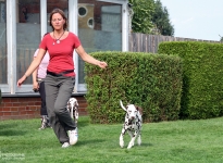 Lead the dog while running in such a way that there is sufficient distance to the dog handler so that curves or triangles can be run successfully