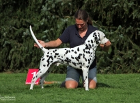 Hund Vorstellen zur Bewertung