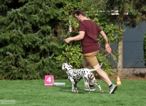 Lead the dog while running in such a way that there is sufficient distance to the dog handler so that curves or triangles can be run successfully