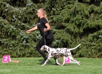 Den Hund so führen beim Laufen, das ein ausreichender Abstand zum Doghandler vorhanden ist, damit Kurven oder Dreiecke erfolgreich gelaufen werden können