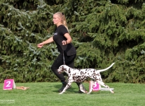 Lead the dog while running in such a way that there is sufficient distance to the dog handler so that curves or triangles can be run successfully