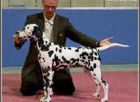 Presentation of male Christi ORMOND Centurio International Show Luxembourg 2007 - Puppy class