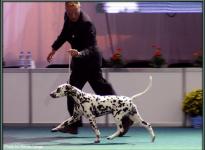 Presentation of female Quality Queen vom Teutoburger Wald World Dog Show in Bratislava - Slovakia 2009 - Ring of Honor
