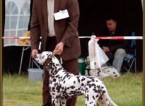 Presentation of male Christi ORMOND Fascination Feeling Regional Show in Schwegen 2010 - Puppy Class