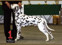 Presentation of male Christi ORMOND Exquisite Selection International Show in Berlin 2010 - Intermediate Class
