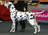 Presentation of male Lacrima Christi Cro A Porter VDH European Winner Show in Dortmund 2010 - Champion Class