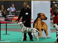 Präsentation des Rüden Christi ORMOND Gallant Galileo Euro Dog Show in Holland 2011 - Jüngstenklasse