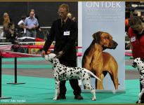 Presentation of male Christi ORMOND Gallant Galileo Euro Dog Show in Holland 2011 - Puppy Class