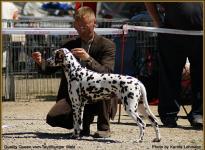 Presentation of female Quality Queen vom Teutoburger Wald International Show in Neumünster 2011 - Open Class