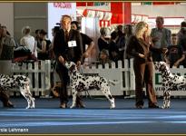 Presentation of males Christi ORMOND `s VDH Centenary Winner Show in Dortmund 2011 - breeding group - Ring of Honor