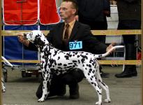 Presentation of female Christi ORMOND First Fairytale National Show in Oldenburg 2011 - Intermediate Class