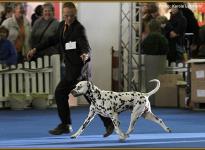 Presentation of male Christi ORMOND Exquisite Selection VDH Federal Winner Show in Dortmund 2011 - Ring of Honor