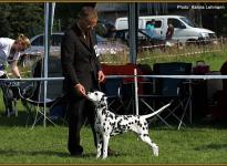 Presentation of female Obonya `s Pride Anna-Ariella Regional Show in Bielefeld 2011 - Puppy Class