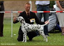 Presentation of female Treasure Toulouse vom Teutoburger Wald Regional Show in Bielefeld 2011 - Junior Class