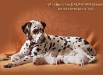 Mochaccino Dalmatian Dream with her Christi ORMOND E - Litter 1st day of life