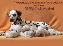 Mochaccino Dalmatian Dream with her Christi ORMOND E - Litter 2nd week of life