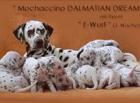 Mochaccino Dalmatian Dream mit ihrem Christi ORMOND E - Wurf 3. Lebenswoche