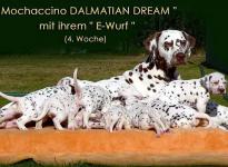 Mochaccino Dalmatian Dream with her Christi ORMOND E - Litter 4th week of life