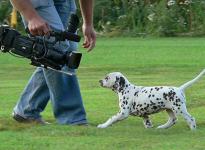 Impressions 8th week of life | The film crew visited our Christi ORMOND E - Litter