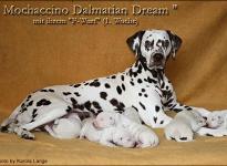 Mochaccino Dalmatian Dream with her Christi ORMOND F - Litter 1st week of life