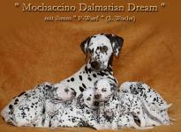 Mochaccino Dalmatian Dream with her Christi ORMOND F - Litter 3rd week of life