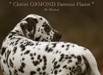 Christi ORMOND Famous Flame (called Pheebie) 8th week of life
